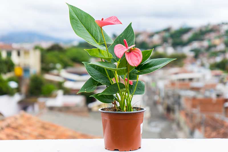Una imagen horizontal de cerca de una planta de anthurium rosa que crece en una maceta pequeña colocada en un balcón con una ciudad en un enfoque suave en el fondo.