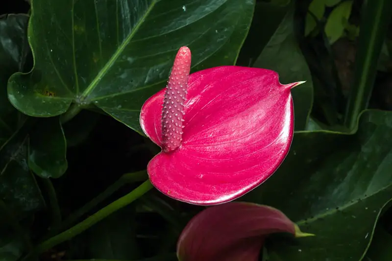 Una imagen horizontal de primer plano de una planta de anthurium con una espata y un espádice de color rosa brillante.