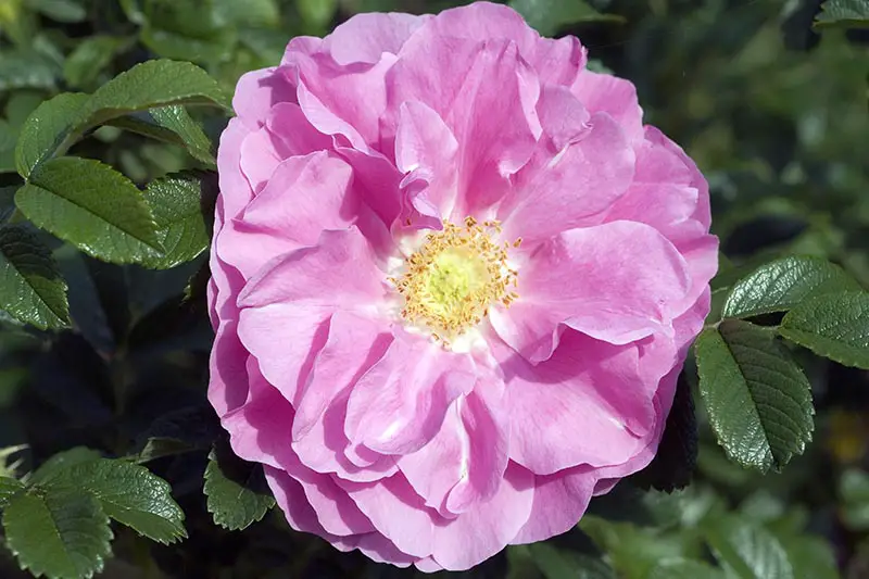 Una imagen horizontal de cerca de una rosa de arbusto rosa que crece en el jardín representada bajo el sol brillante sobre un fondo de enfoque suave.