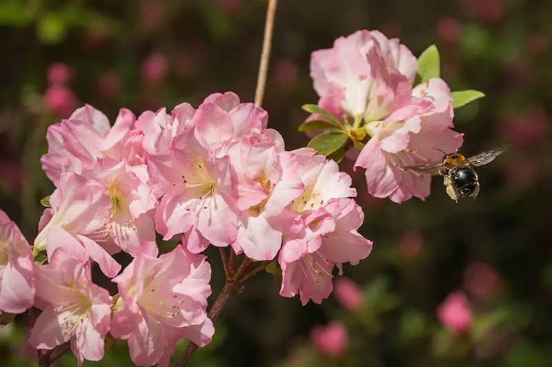 Una imagen horizontal de primer plano de flores de color rosa brillante con una abeja, representada con un sol brillante en un fondo de enfoque suave.
