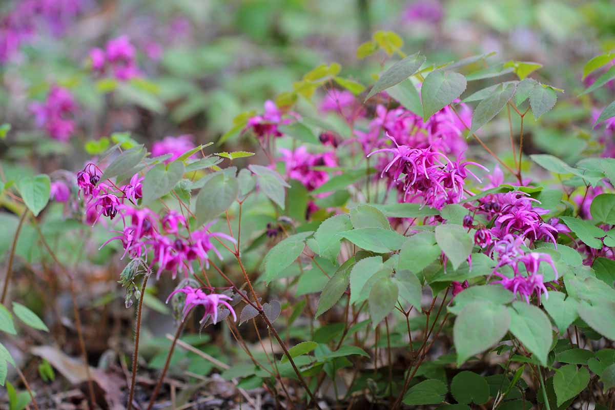 Una imagen horizontal de primer plano de flores de barrenwort de color rosa intenso que crecen en el jardín.