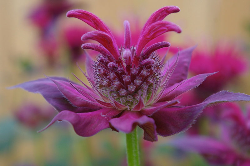 Un primer plano de una flor de bálsamo de abeja rosa que crece en el jardín, representada en un fondo de enfoque suave.