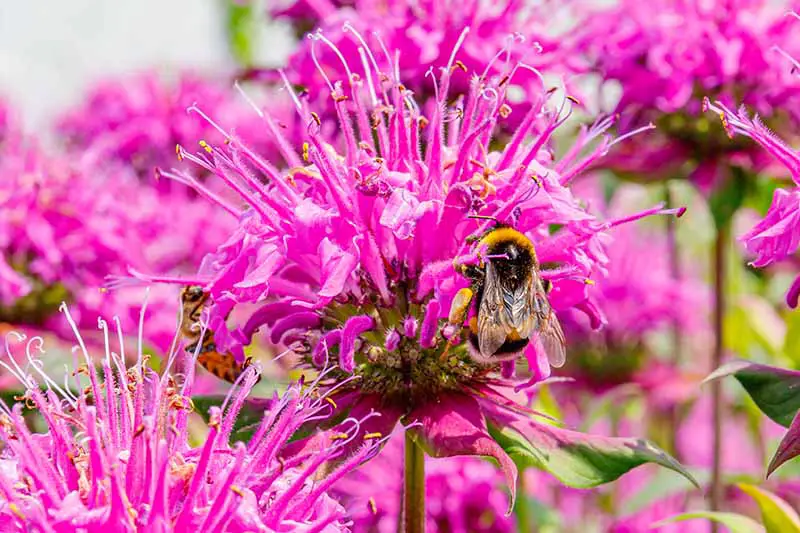 Una imagen horizontal de cerca de flores rosadas con abejas alimentándose de ellas en la foto bajo el sol brillante.
