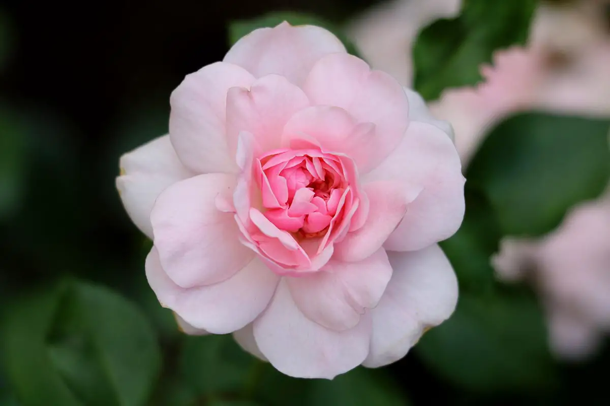 Una imagen horizontal de una flor Rosa 'Bonica' rosa claro representada en un fondo de enfoque suave.