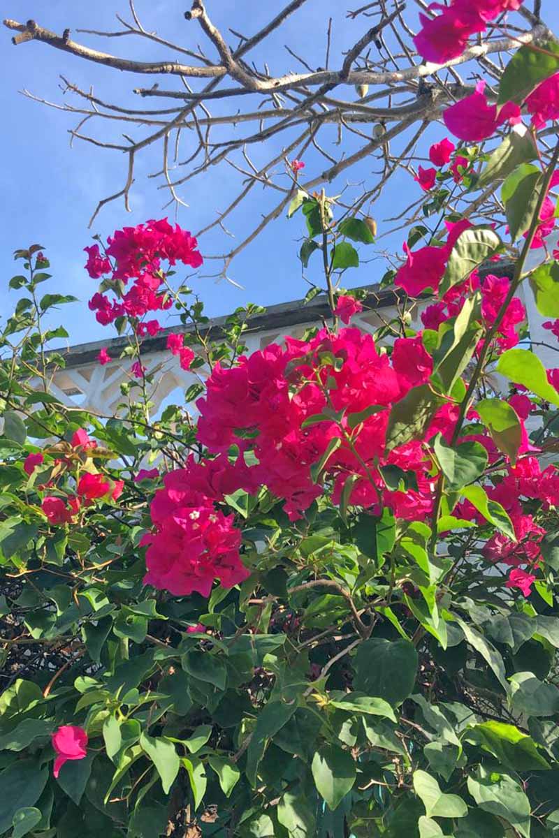 Un primer plano de las flores de color rosa brillante de la buganvilla con un balcón blanco y un cielo azul en el fondo.