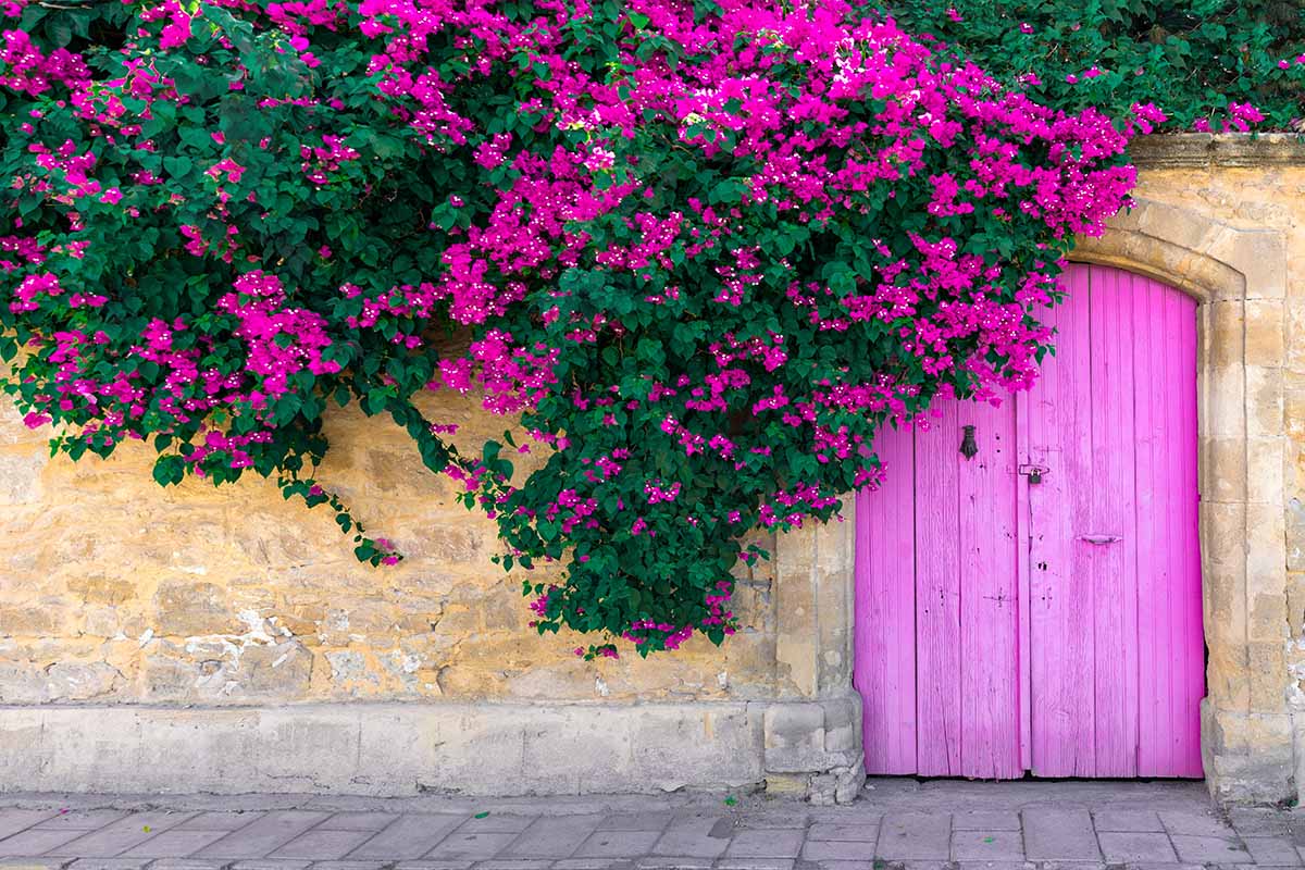 Una imagen horizontal de buganvillas rosas cayendo en cascada sobre un muro de piedra con una entrada rosa a la derecha del marco.