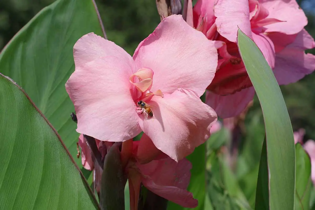 Una imagen horizontal de primer plano de flores de lirio de canna rosa que crecen en el jardín fotografiadas bajo el sol brillante.
