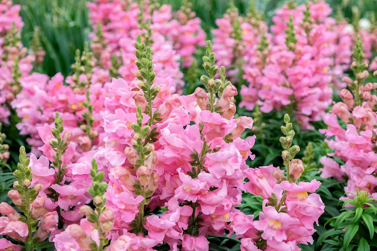 Una imagen horizontal de dragones Chantilly de color rosa brillante que crecen en masa en el jardín.
