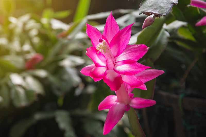Un primer plano de una flor de cactus de Navidad de color rosa vivo y blanco, con el resto de la planta en el fondo en un enfoque suave.
