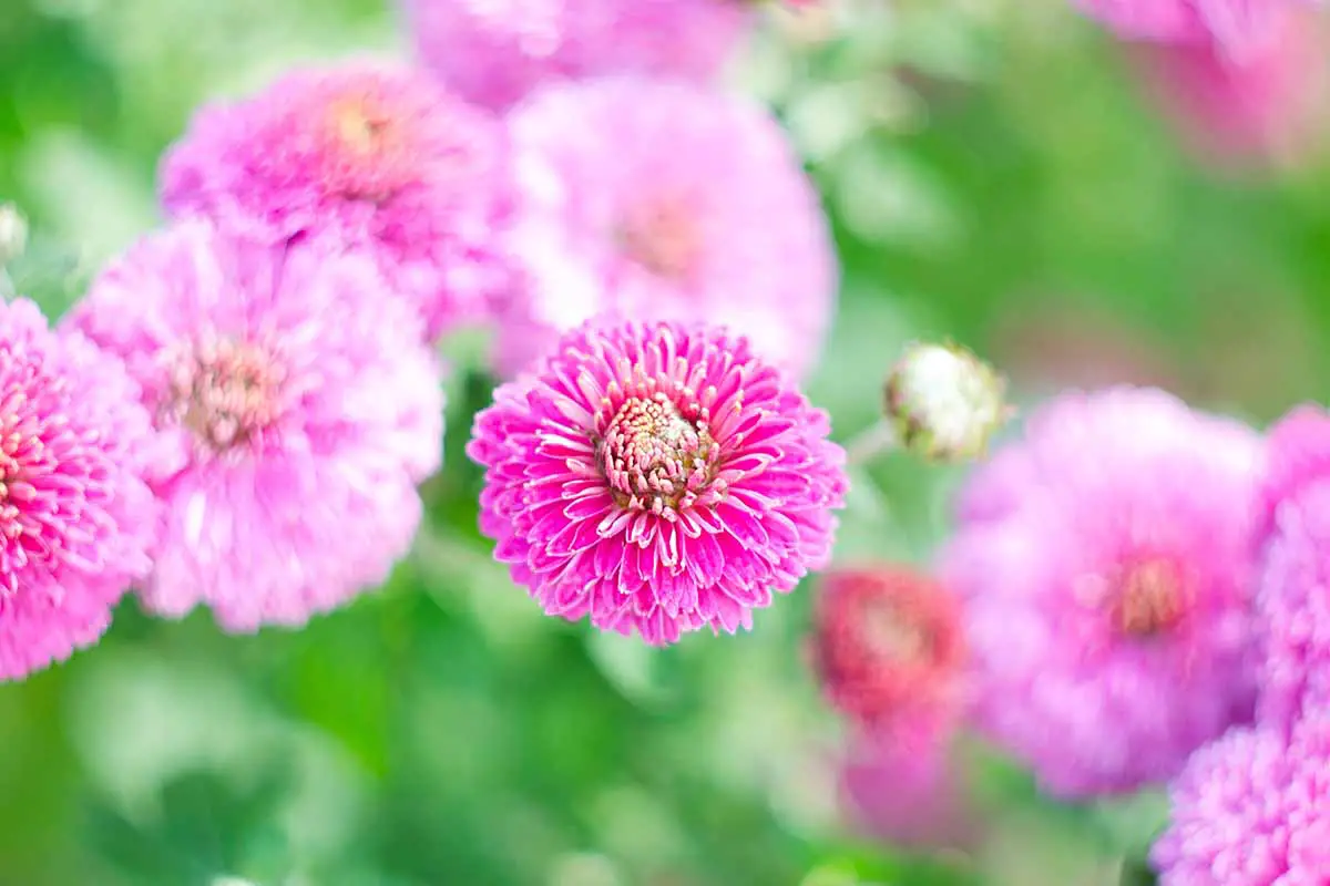Una imagen horizontal de primer plano de flores de crisantemo rosa representadas en un fondo de enfoque suave.