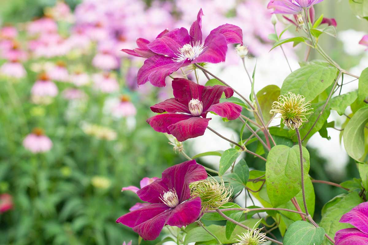 Una imagen horizontal de primer plano de flores de clemátide rosa que crecen en el jardín en un fondo de enfoque suave.