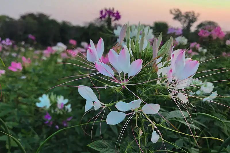 Un primer plano de los delicados pétalos rosas y blancos de C. hassleriana, flor de araña, que crece en el jardín, fotografiada a la luz del sol vespertino.
