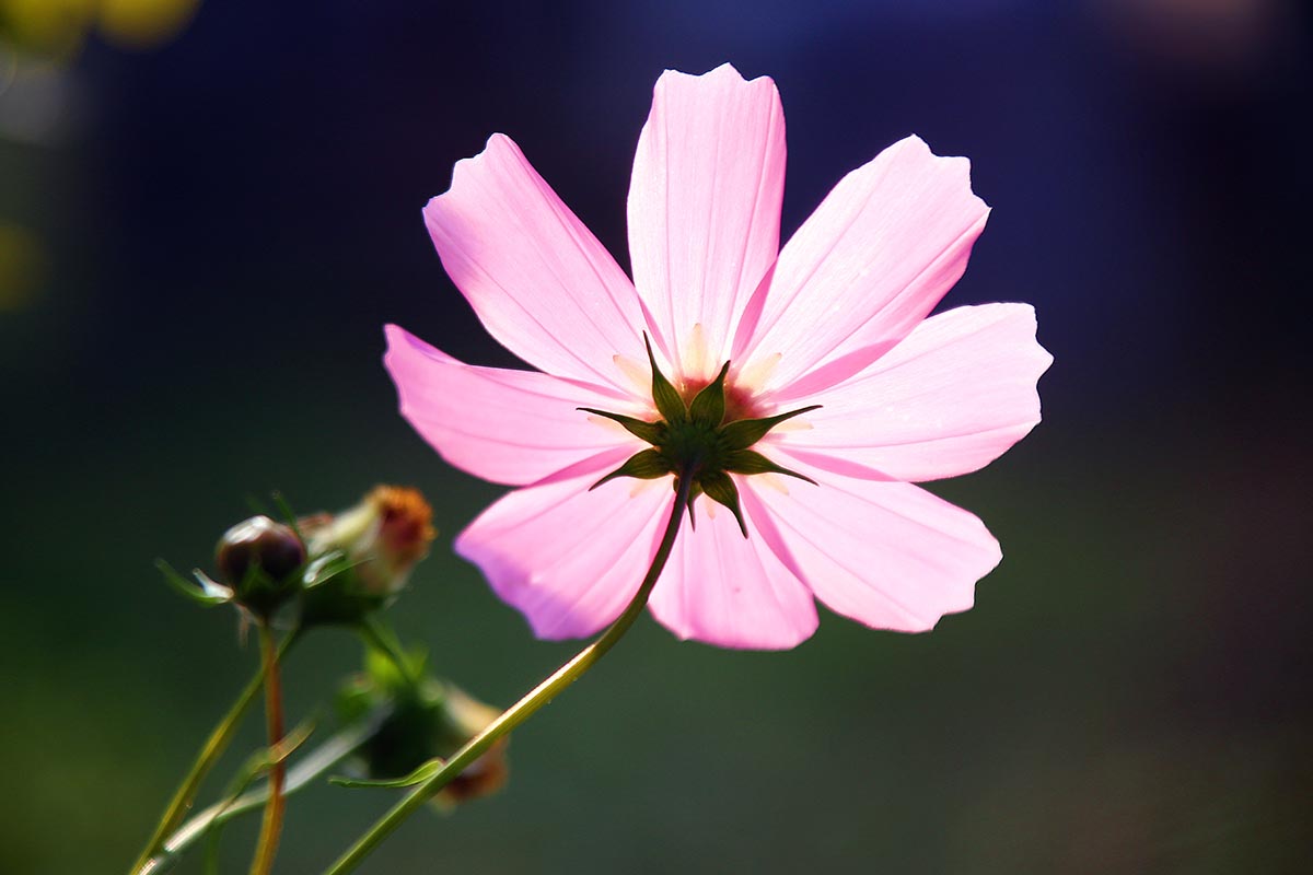 Una imagen horizontal de primer plano de una flor de cosmos rosa representada en un fondo oscuro de enfoque suave.