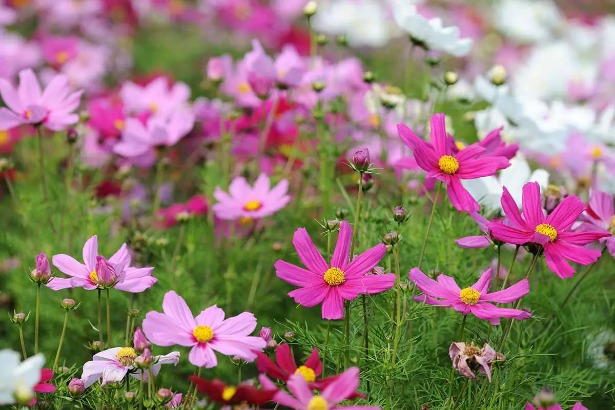 Una imagen horizontal de una franja de flores de cosmos rosas y blancas en un prado.