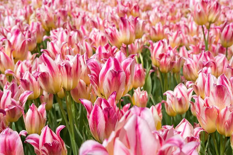 Una imagen horizontal de tulipanes de flores múltiples de color rosa brillante y blanco que crecen en el jardín bajo el sol brillante.