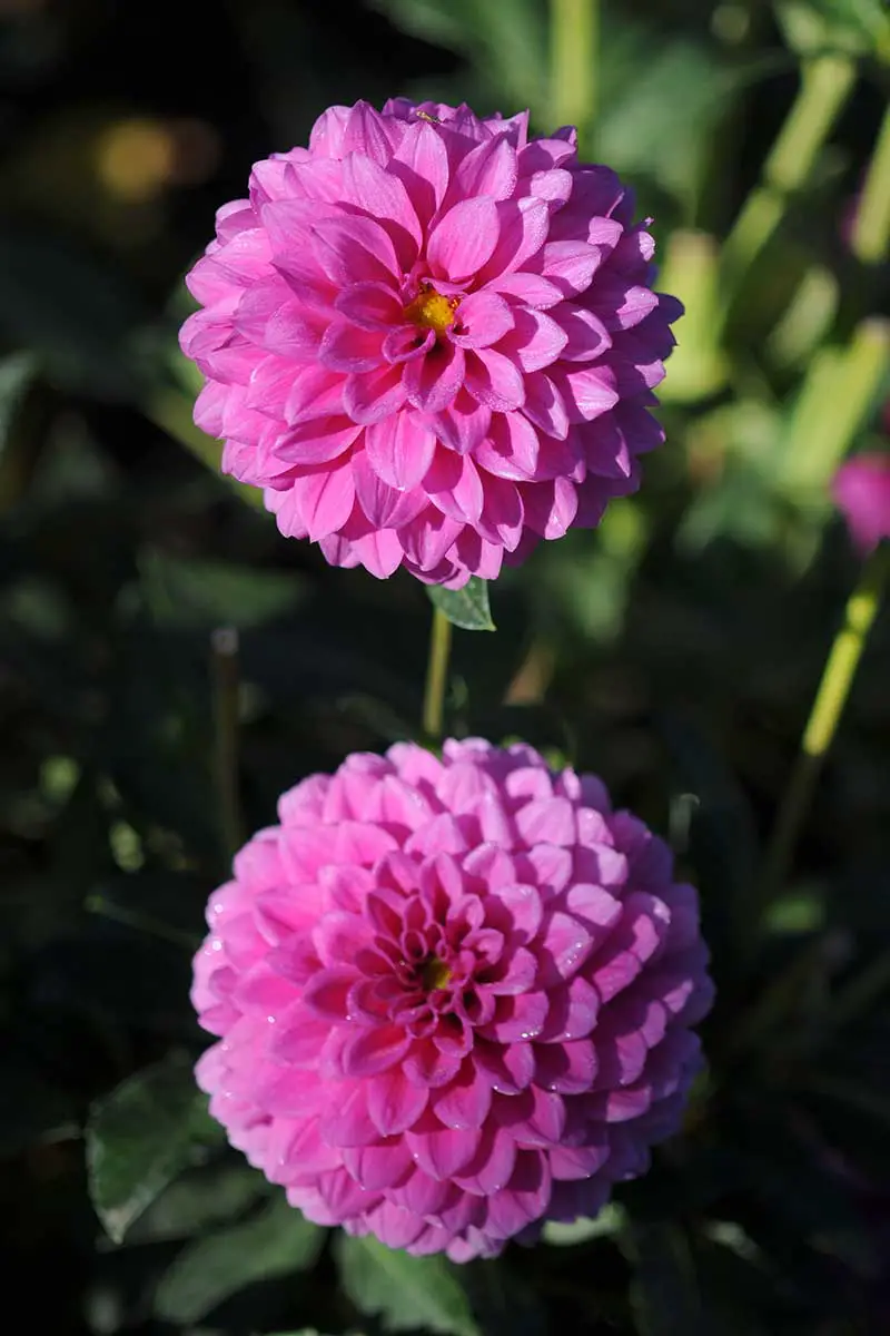 Una imagen vertical de primer plano de dalias de color rosa brillante que crecen en el jardín en un fondo verde de enfoque suave.