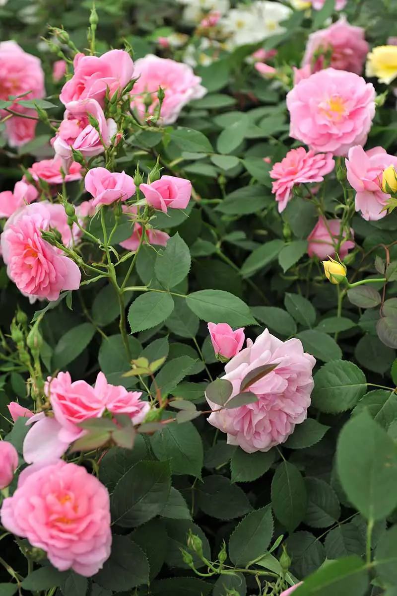 Una imagen vertical de cerca de las flores rosadas de David Austin que crecen en el jardín.