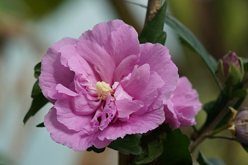 Una imagen horizontal de primer plano de una rosa rosa de Sharon (HIbiscus syriacus) flor representada en un fondo de enfoque suave.