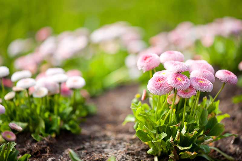 Una imagen horizontal de primer plano de margaritas inglesas de doble pétalo rosa pastel que crecen en el jardín.