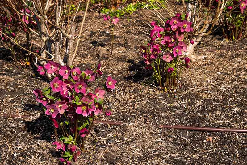Dos plantas de eléboro rosa que florecen en un jardín de invierno a la luz del sol con tierra a su alrededor y en el fondo se desvanecen en un enfoque suave.