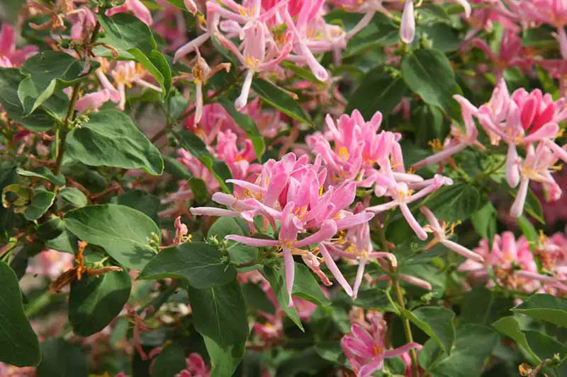 Una imagen horizontal de primer plano de flores rosas de madreselva que crecen en el jardín.