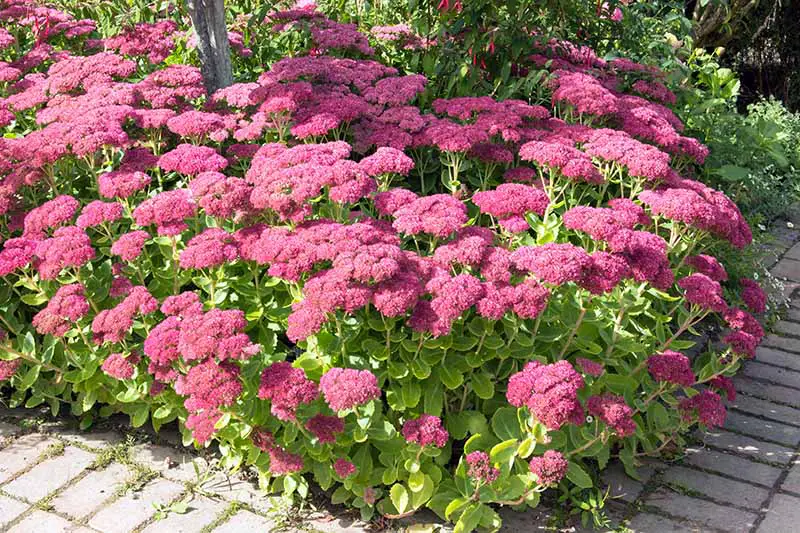 Un primer plano de una planta con hojas de color verde brillante y cabezas de flores de color rosa intenso a la luz del sol en otoño.
