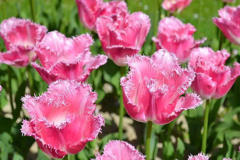 Una imagen horizontal de primer plano de tulipanes con flecos de color rosa brillante que crecen en el jardín fotografiados bajo el sol brillante sobre un fondo de enfoque suave.