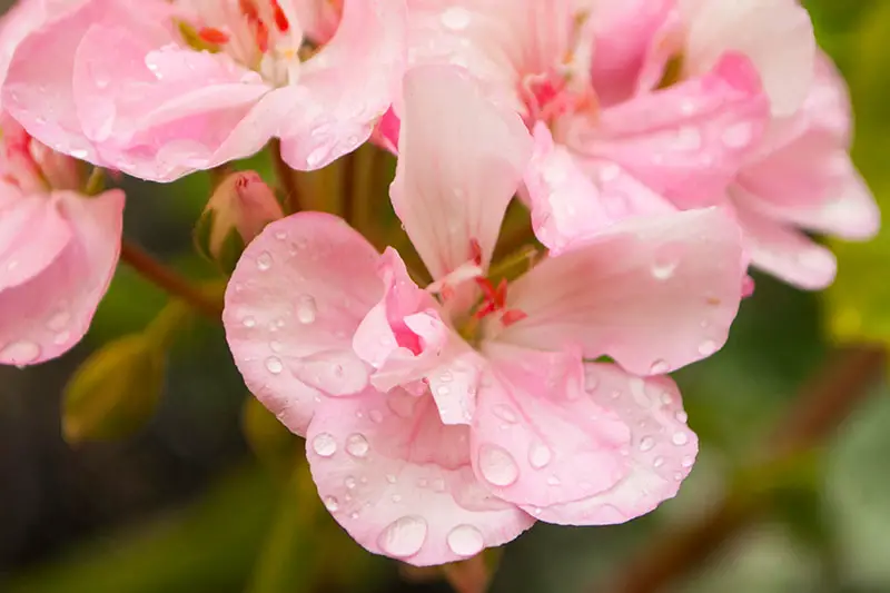 Una imagen horizontal de primer plano de flores de color rosa brillante con gotas de agua en los pétalos que se muestran en un fondo de enfoque suave.