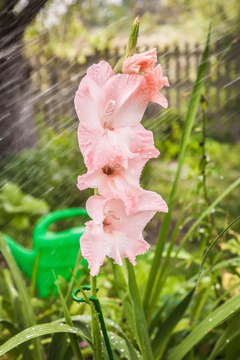 Una imagen vertical de cerca de una flor de gladiolo rosa claro que crece en el jardín bajo una lluvia ligera en un fondo de enfoque suave.