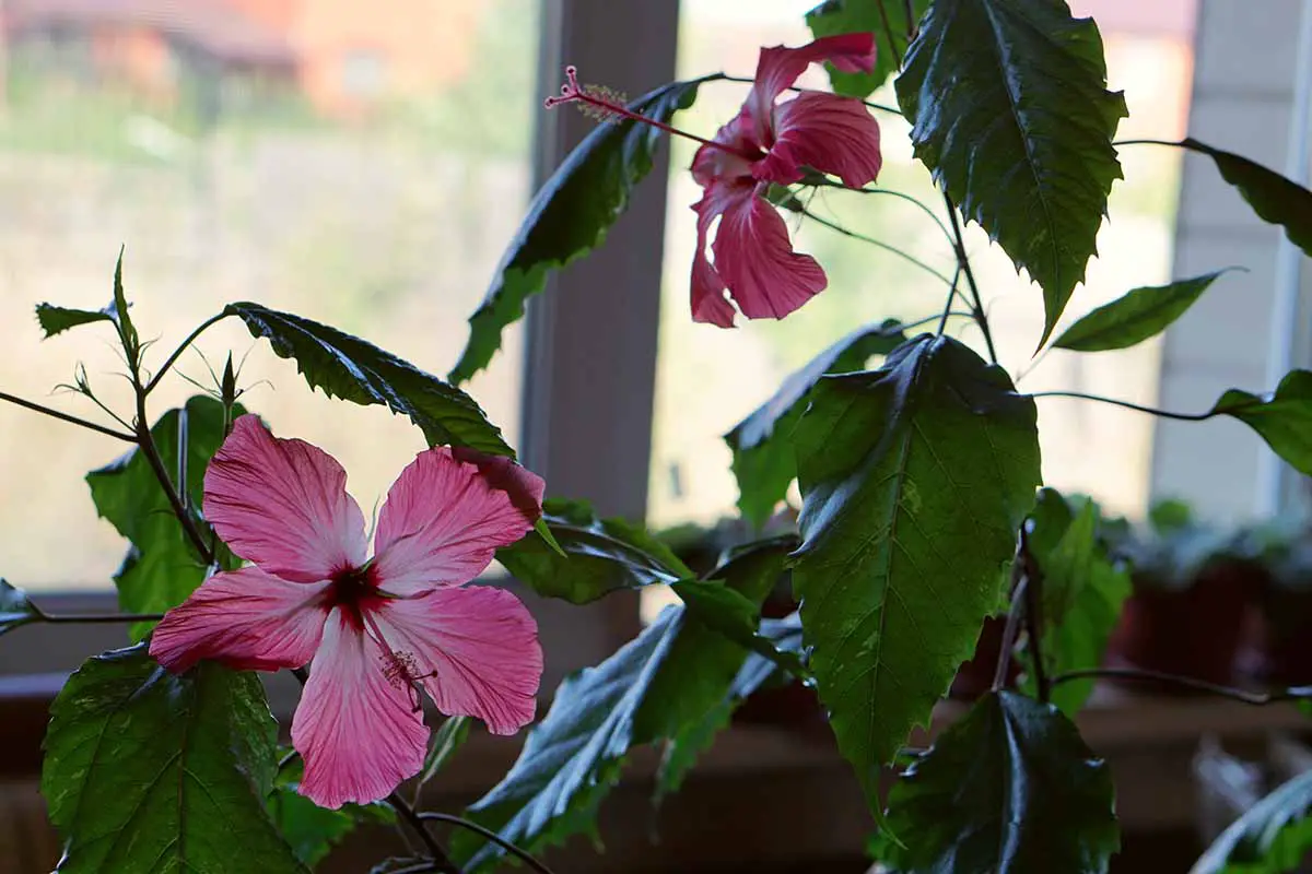 Una imagen horizontal de primer plano de una planta de hibisco tropical rosa que crece en el interior con una ventana en el fondo.