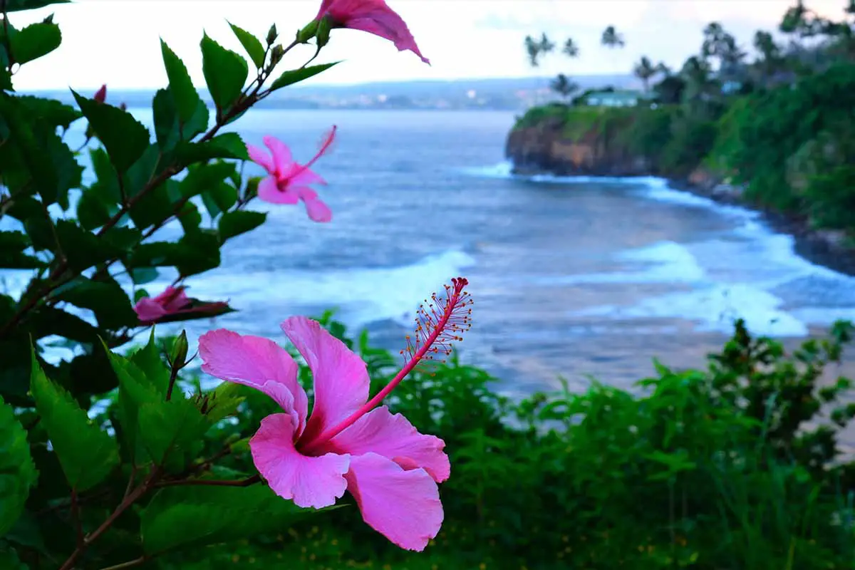 Una imagen horizontal de una escena costera en Hawái con flores en primer plano y el océano detrás.