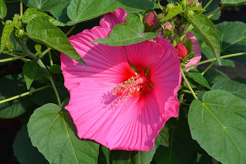 Un primer plano de una flor de hibisco rosa que crece en el jardín bajo el sol brillante rodeada de follaje verde sobre un fondo de enfoque suave.