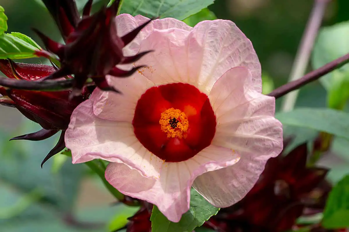 Una imagen horizontal de primer plano de una flor rosa Hibiscus sabdariffa que crece en el jardín representada en un fondo de enfoque suave.
