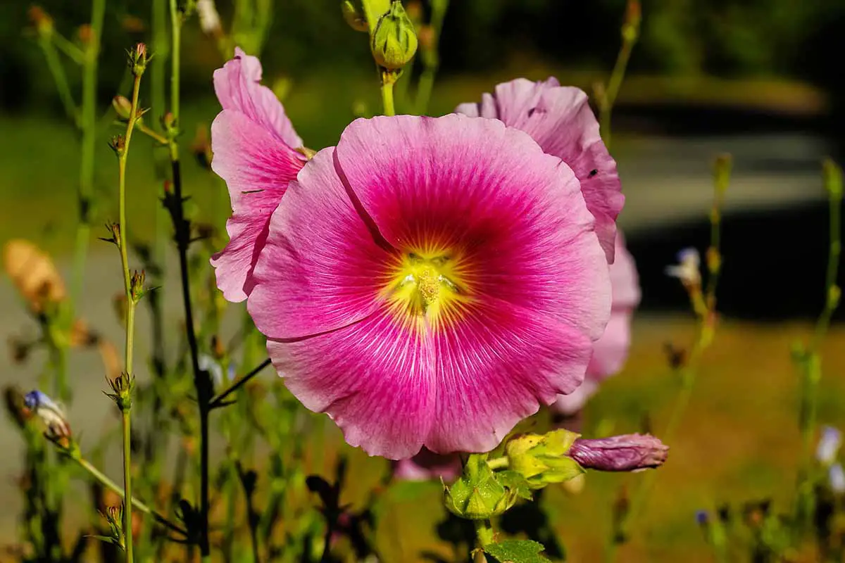 Una imagen horizontal de primer plano de hollyhocks rosas (Alcea rosea) que crecen en un jardín soleado en un fondo de enfoque suave.