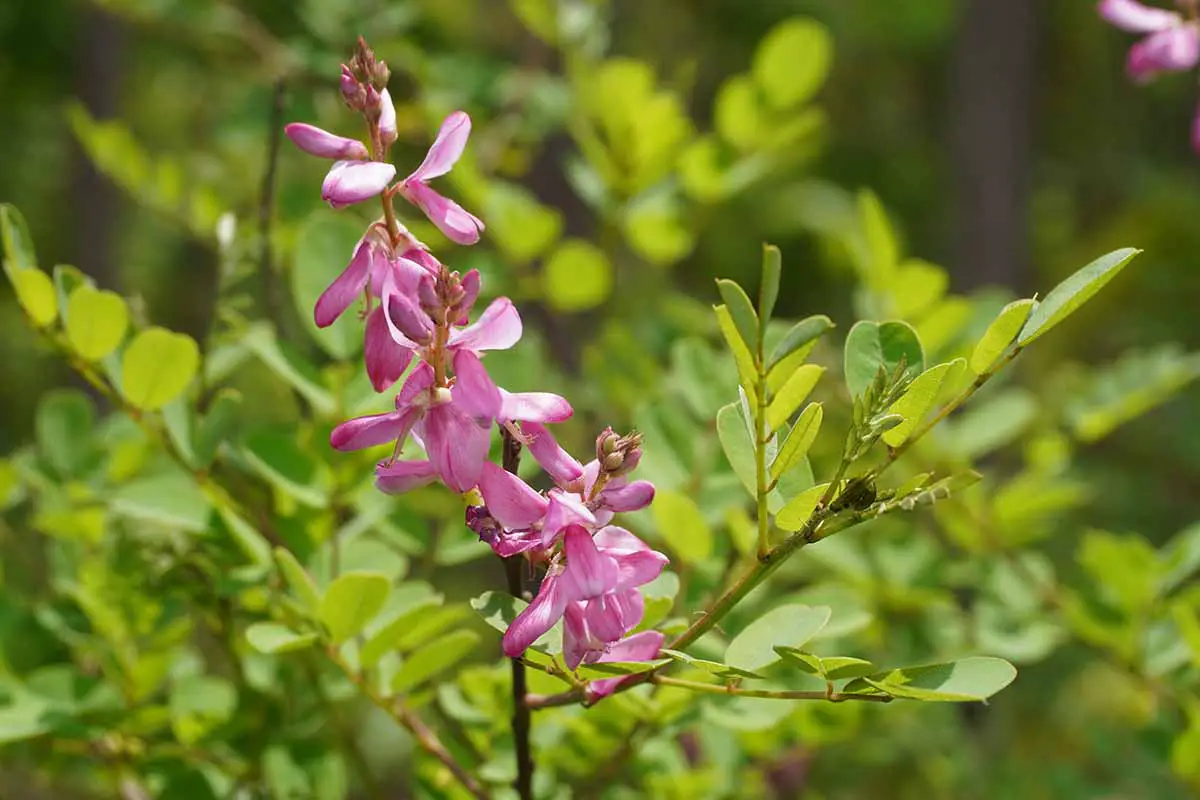 Una imagen horizontal de primer plano de flores de índigo rosa (Indigofera tinctoria) que crecen en el jardín representadas en un fondo de enfoque suave.