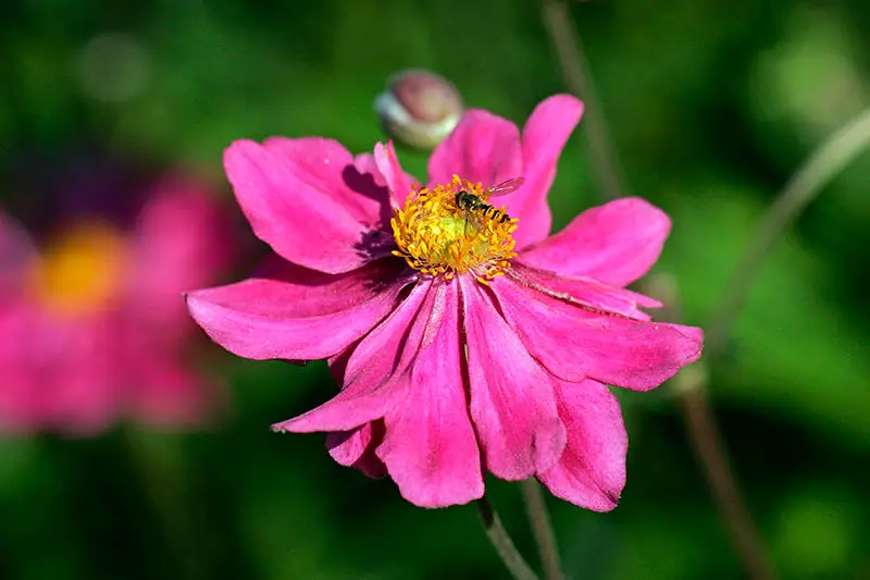 Una imagen horizontal de primer plano de una flor de anémona rosa brillante con un centro amarillo y una abeja alimentándose, fotografiada con un sol brillante en un fondo de enfoque suave.