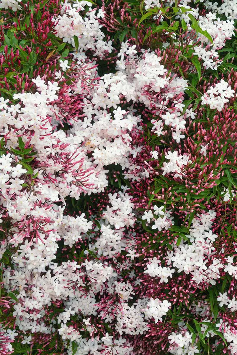 Una imagen vertical de cerca de jazmín rosa que crece en el jardín.