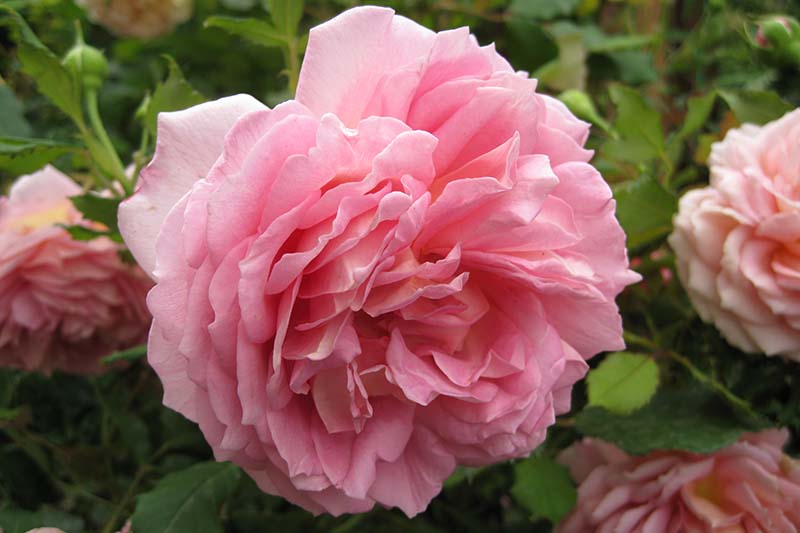Una imagen horizontal de primer plano de las flores de color rosa claro de la 'Celebración del Jubileo' que crecen en el jardín, representadas en un fondo de enfoque suave.