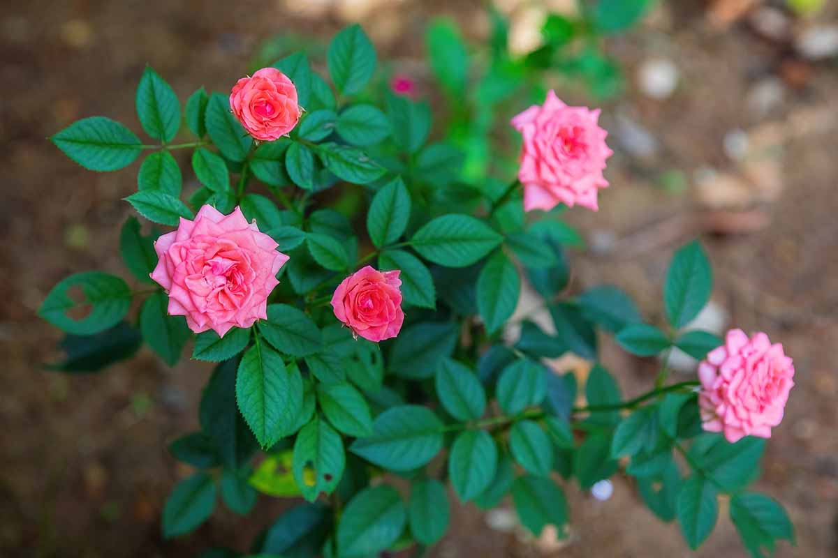 Una imagen horizontal de primer plano de delicadas rosas Knock Out de doble pétalo rosa que crecen en el jardín representadas en un fondo de enfoque suave.