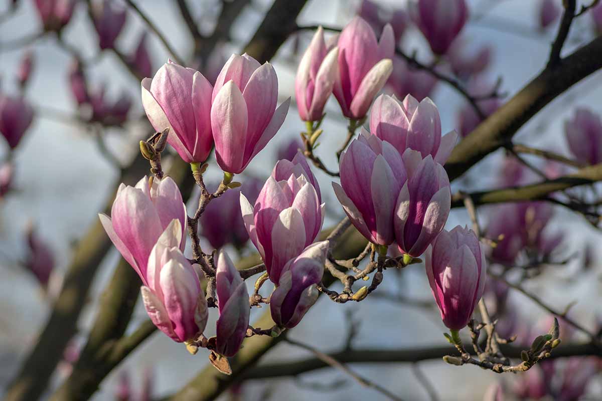 Una imagen horizontal de primer plano de flores de magnolia rosa en plena floración en primavera, representada a la luz del sol sobre un fondo de enfoque suave.