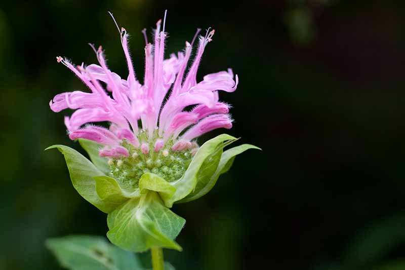 Un primer plano de una flor de monarda rosa claro con pétalos largos que crecen fuera de la cabeza de la flor verde, con follaje verde claro.  El fondo es negro.
