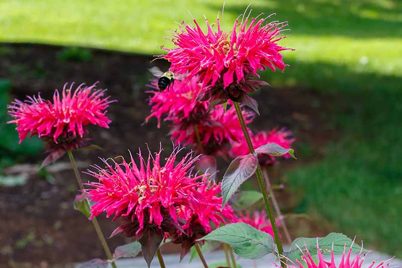 Primer plano de unas pocas flores rojas de monarda, con una abeja volando cerca, los pétalos largos y delgados y estrechándose en los extremos.  El fondo es césped verde con un enfoque suave.