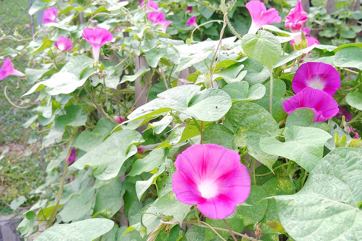 Una imagen horizontal de primer plano de las vides de la gloria de la mañana con flores de color rosa brillante que crecen en el jardín.