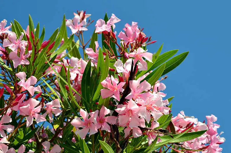Una imagen horizontal de primer plano de flores rosadas de Nerium representadas bajo un sol brillante sobre un fondo de cielo azul.