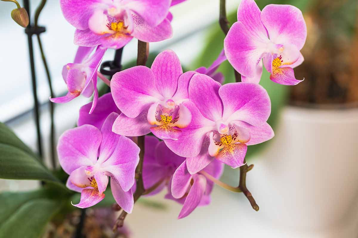 Una imagen horizontal de primer plano de flores de orquídeas rosadas que crecen en una maceta en el interior representada en un fondo de enfoque suave.
