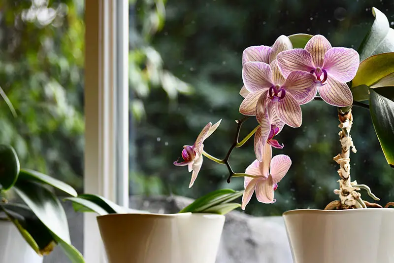 Una imagen horizontal de cerca de orquídeas que crecen en macetas pequeñas en un alféizar con una escena de jardín en un enfoque suave en el fondo.