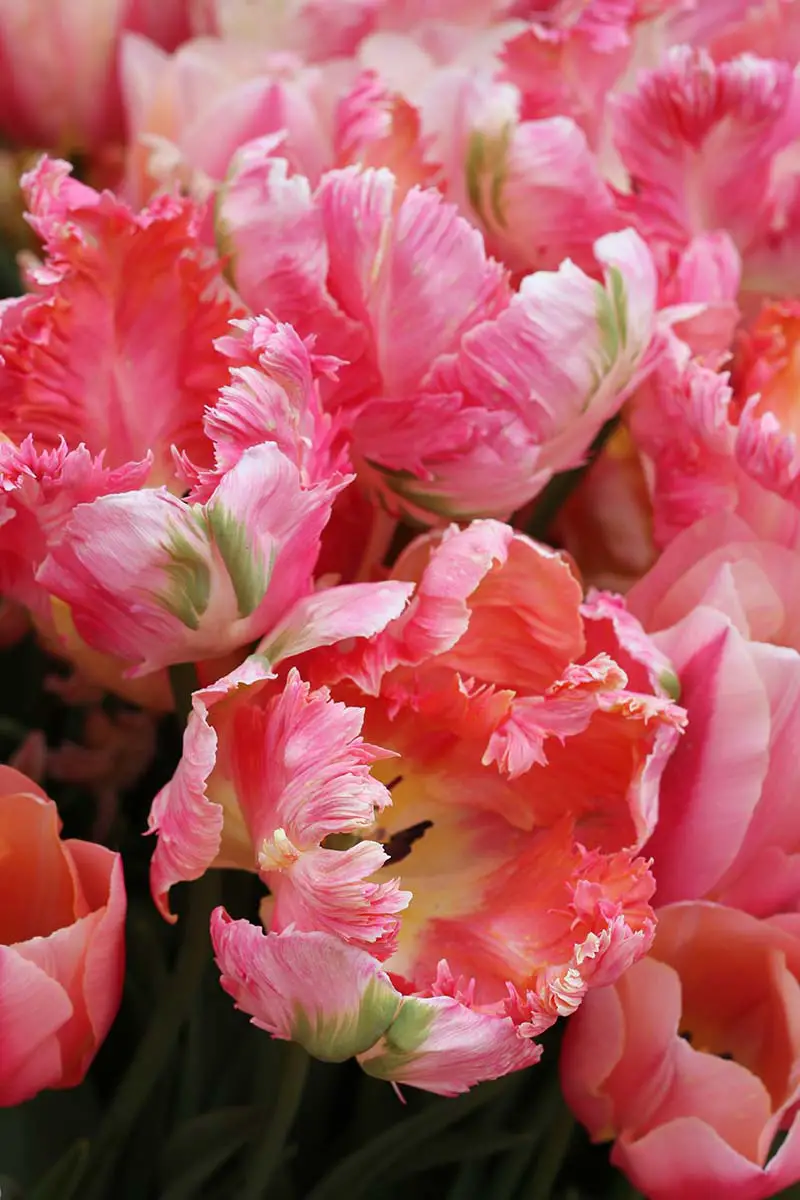 Una imagen vertical de primer plano de las flores rosadas con volantes del tulipán loro sobre un fondo de enfoque suave.