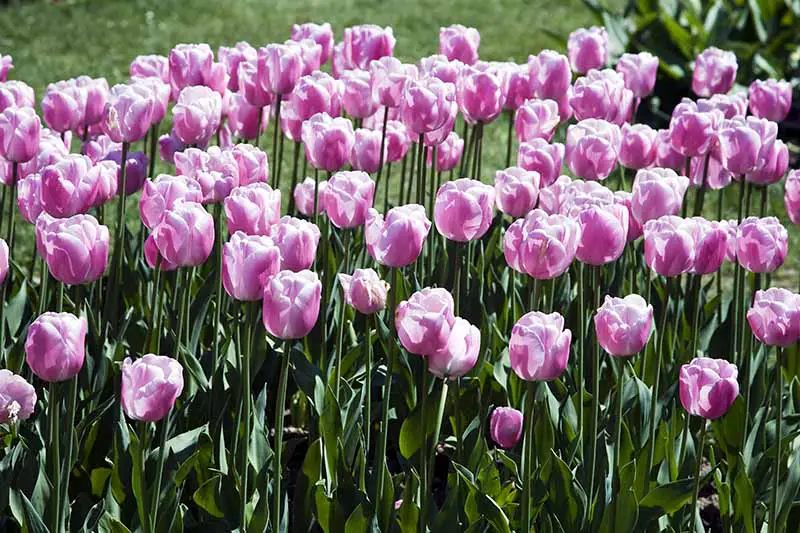 Una imagen horizontal de delicados tulipanes Darwin blancos y rosados ​​que crecen en el jardín, fotografiados bajo un sol brillante con césped en un enfoque suave en el fondo.