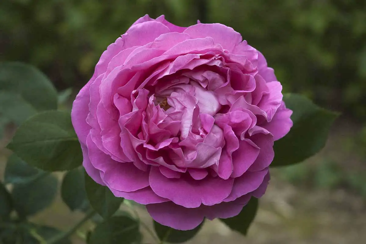 Una imagen horizontal de primer plano de una flor violeta claro 'Paul Neyron' representada en un fondo de enfoque suave.