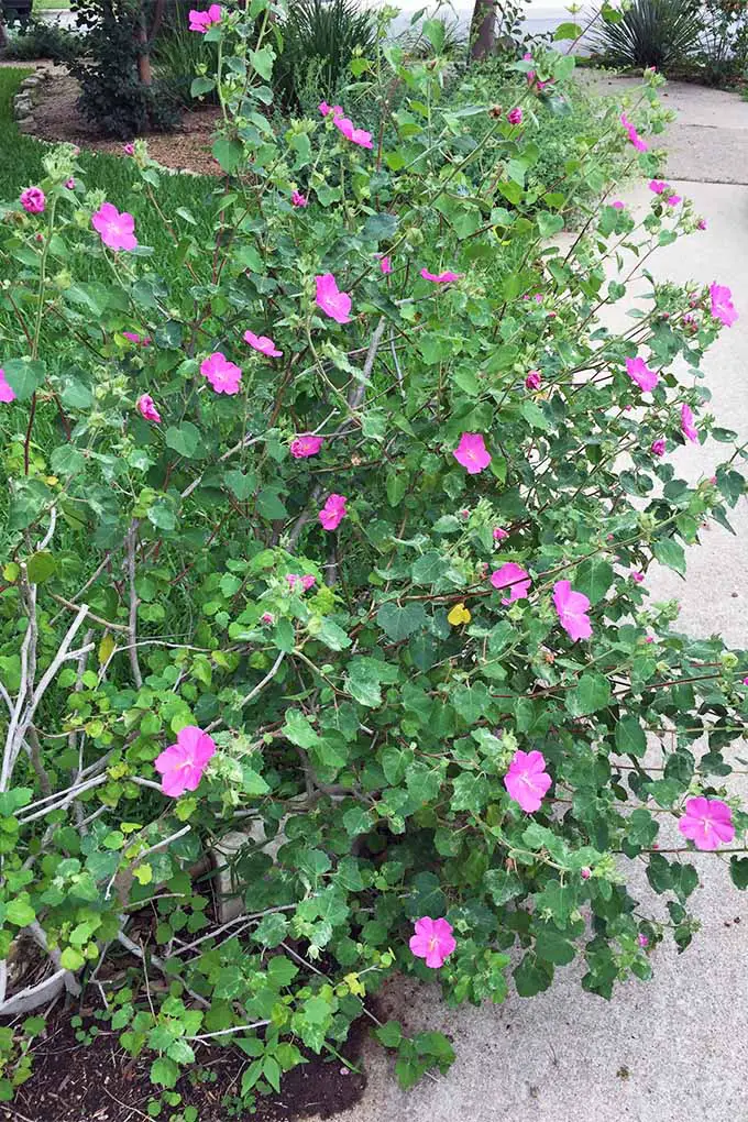 Una gran planta de pavonia con flores rosas y follaje verde, que crece junto a un camino blanco en el jardín.